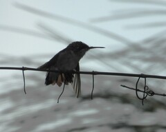 Archilochus colubris