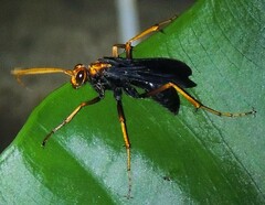 Leptodialepis bipartitus
