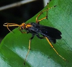 Leptodialepis bipartitus