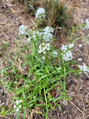 Lobularia maritima