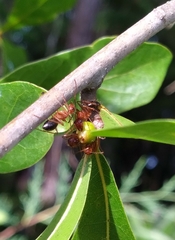 Andricus fitzpatricki