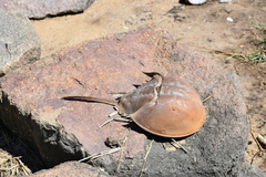 Limulus polyphemus