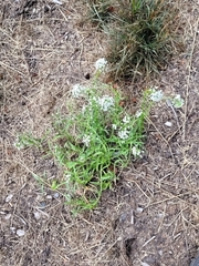 Lobularia maritima