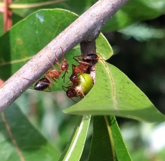 Andricus fitzpatricki