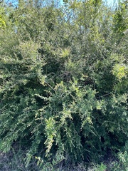 Ligustrum quihoui