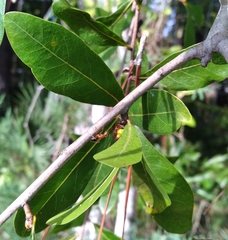 Andricus fitzpatricki