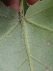 Acer rubrum drummondii