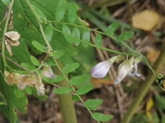 Vicia sylvatica