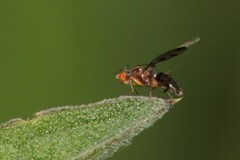 Geomyza tripunctata