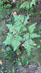 Pteridium
