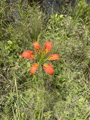 Lilium catesbaei
