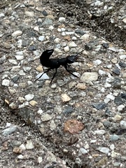Ocypus olens