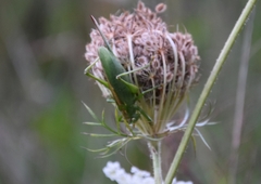 Tettigonia cantans