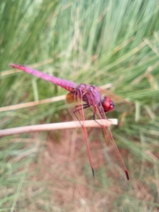 Trithemis annulata