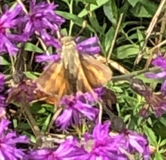 Atalopedes campestris