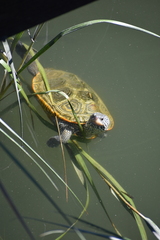 Malaclemys terrapin