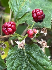 Rubus fruticosus