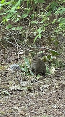 Leporidae