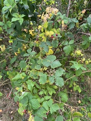 Rubus fruticosus