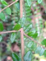 Lonicera ligustrina