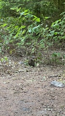Leporidae