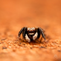 Pseudeuophrys lanigera