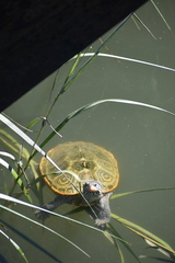 Malaclemys terrapin