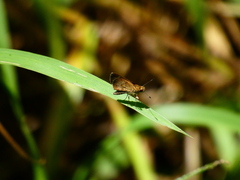 Callimormus saturnus