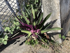 Tradescantia spathacea