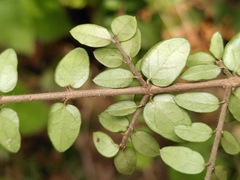 Lonicera ligustrina