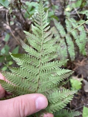 Amauropelta noveboracensis