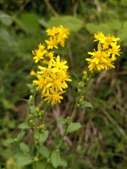 Solidago virgaurea