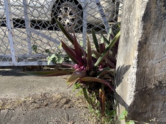 Tradescantia spathacea