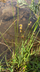 Juncus canadensis