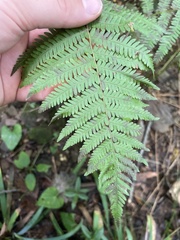 Amauropelta noveboracensis