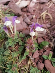 Scutellaria alpina