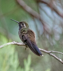 Lampornis clemenciae