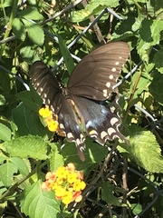 Papilio troilus
