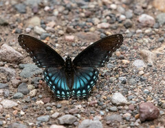 Limenitis arthemis arizonensis