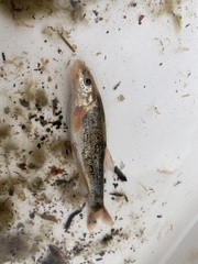 Rhinichthys cataractae