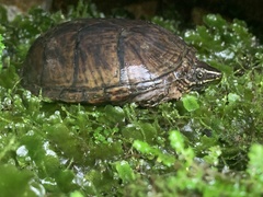 Sternotherus odoratus
