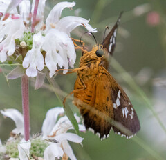 Apyrrothrix araxes