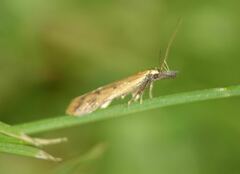 Dichomeris acuminatus