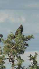 Buteo jamaicensis calurus