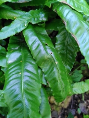 Asplenium scolopendrium