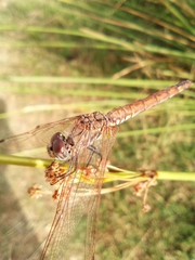 Trithemis annulata
