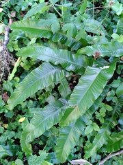 Asplenium scolopendrium