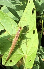 Conocephalus fasciatus