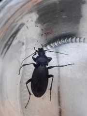 Carabus purpurascens