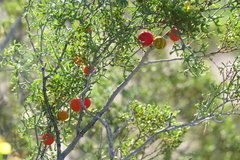 Ibervillea tenuisecta